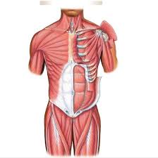 When women look at men's torsos, the v shape is victorious. Anatomy And Physiology The Torso Muscles Anterior And Posterior Lab Quiz Flashcards Quizlet