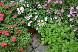 Image result for Impatiens wallerana