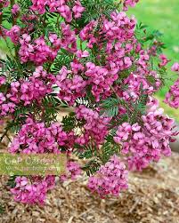 Image result for Virgilia oroboides