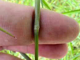 Image result for Panicum trichocladum