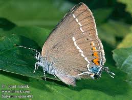 Image result for Satyrium sceptrum