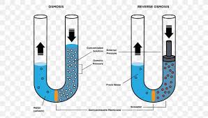 We did not find results for: Reverse Osmosis Semipermeable Membrane Osmotic Pressure Png 1200x684px Osmosis Brand Cell Cell Membrane Condensation Download Free