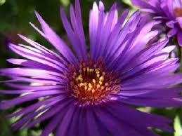 While the flowers don't need to be planted under a spotlight, they do need bright light for most of the day. Full Sun Perennials Howstuffworks
