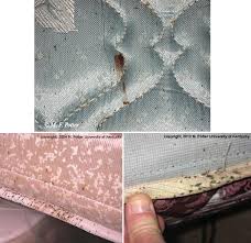 How to tell if your pet has been bitten by bed bugs. Bed Bugs Entomology