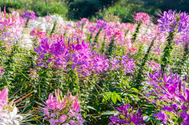 Image result for Cleome spinosa