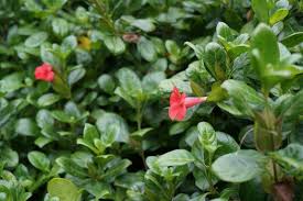 Image result for Barleria