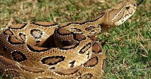 What Is The Most Poisonous Snake In India Poisonous Snakes Snake Snake Lovers