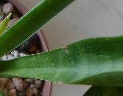 Image result for Sansevieria dooneri