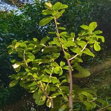 Image result for Manilkara sansibarensis