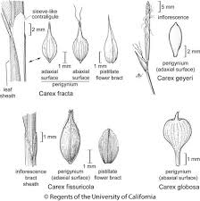 Image result for Scleria globonux