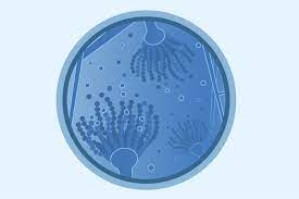 Español (spanish) aspergillosis is an infection caused by aspergillus, a common mold (a type of fungus) that lives indoors and outdoors. Aspergillosis Types Of Fungal Diseases Fungal Diseases Cdc