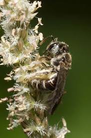 Image result for Wahlenbergia upembensis