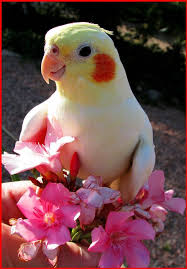 Pin By Happylaughs On Muhabbet Kusu Beautiful Birds Pretty Birds Pet Birds