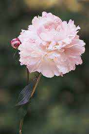 We did not find results for: Peony Are Toxic To Pets Pet Poison Helpline