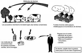 Elles apparaissent au cours des incendies, de l'incinération des déchets industriels ou des ordures ménagères (elles sont. Danger Pollutions Chapitre V Les Substances Toxiques Presses Universitaires De Bordeaux