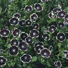 Pennie Black Seeds Nemophila Baby Black Eyes Flower Seed Flower Seeds Black Flowers Ground Cover Plants