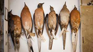 Passenger Pigeon California Academy Of Sciences