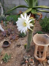 Image result for Geigeria africana