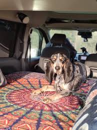 Image result for lucernský honič