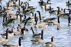 Goose buster amplifies the alarm call of canadian geese to scare them, or at least make them nervous enough to make the immediate area an using edgewater fences may help you get rid of geese. How To Get Rid Of Geese Humane Eco Frindly And Effective Goose Control Goose Canada Goose Wildlife Protection