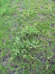 Image result for Pentzia incana