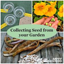 Check out our collection of other perennial seeds, buy now! Collecting Seeds From Your Garden