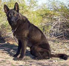 Ju.n 02 2020 meet n/a, a purebred german shepherd puppy who's ready to take on the world. Czech Working Line Male German Shepherd German Shepherd Dogs Shepherd Dog Black German Shepherd