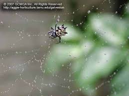 See full list on orkin.com Beneficial Spiders In The Landscape 23 Spiny Orb Weaver Spider