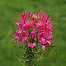 Image result for Cleome schimperi