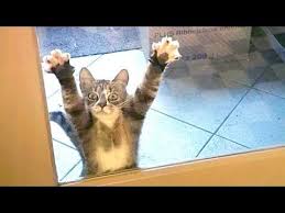 Youtube Downloader Laugh Hard At Funny Animal Videos Best Funny Videos 2019 Download Youtube Videos Funny Animal Videos Best Funny Videos Funny Animals