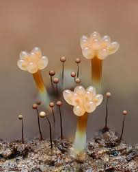 Image result for Scleria gracillima