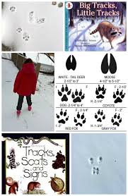 Exploring Animals Tracks In Winter Animal Tracks Kids Learning Activities Winter Preschool