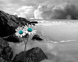 Black And White With Pop Of Color Wall Art Pin On Ideas