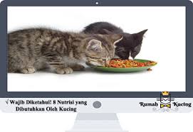 Maybe you would like to learn more about one of these? Wajib Diketahui 8 Nutrisi Yang Dibutuhkan Oleh Kucing