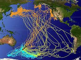 Shearwater Migrations Map Bird Migration Bird Migration Map Animals