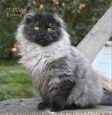 Ragdoll kittens 10 weeks old ready now featured Documento Sin Titulo Siberian Cat Cute Cats Rare Cats