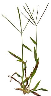Image result for Digitaria diagonalis