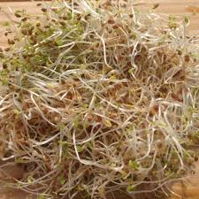 Food coloring is used in both commercial food production and domestic cooking. Alfalfa Sprout Seeds Urban Farmer
