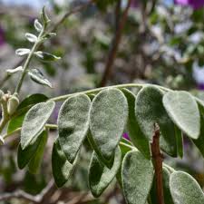 Image result for Zygophyllaceae