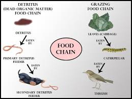 We did not find results for: In A Terrestrial Food Chain Which Of The Following Class 10 Biology Cbse