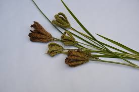 Image result for Eleusine coracana