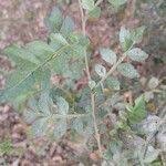 Image result for Harrisonia abyssinica
