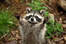 What do i do if raccoons are living in my attic (or chimney)? Pet Raccoons Good Idea Or Total Disaster Learn Where They Re Legal