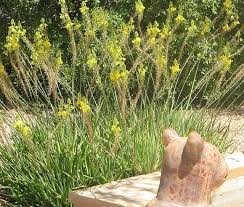 Image result for Bulbine capitata