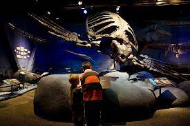 Maybe you would like to learn more about one of these? Dinosaur Museum At Thanksgiving Point Picture Of Lehi Wasatch Range Tripadvisor