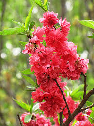 In the dormant stage, two types of buds are visible on peach trees. Double Red Flowering Peach Prunus Persica Double Red In Columbus Dublin Delaware Grove City Gahanna Bexley Ohio Oh At Oakland Nurseries Inc