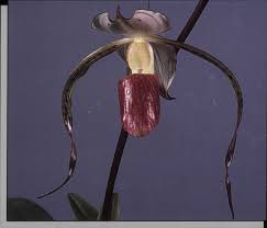 Image result for Diaphananthe odoratissima