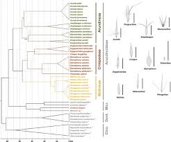Image result for Elytrophorus globularis