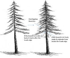 How to draw a beautiful tree with pen. Image Result For Tree Coniferous Drawing Tutorial Pine Tree Drawing Ink Pen Drawings Tree Drawing