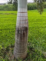 Hawaii Tropical Fruit Growers